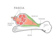 What are fascia